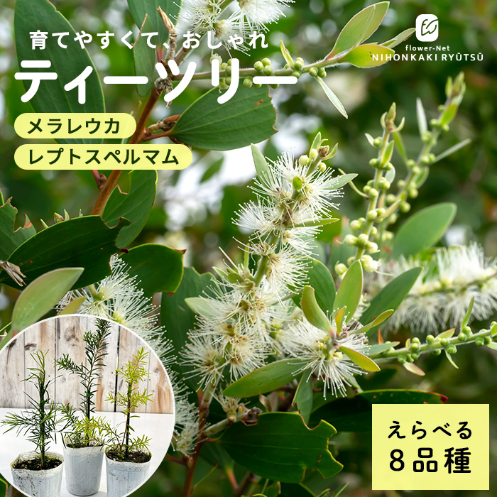 日本花キ流通 選べるティーツリー 9cmポット メラレウカ ハーブ苗 Herb