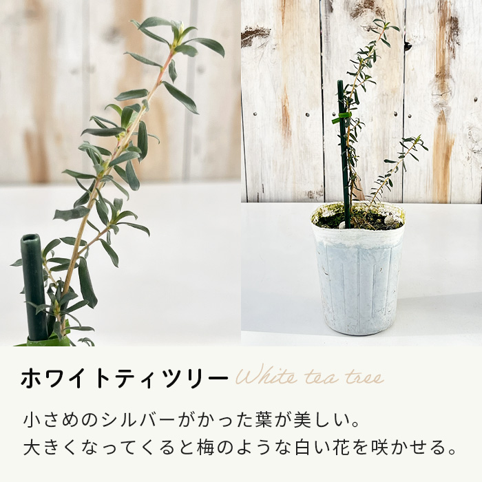 日本花キ流通 選べるティーツリー 9cmポット メラレウカ ハーブ苗 Herb