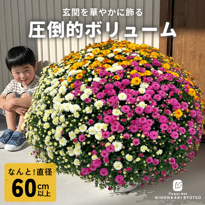 日本花キ流通 予約販売 ガーデンマム 8号鉢 送料無料 菊 マム ギフト