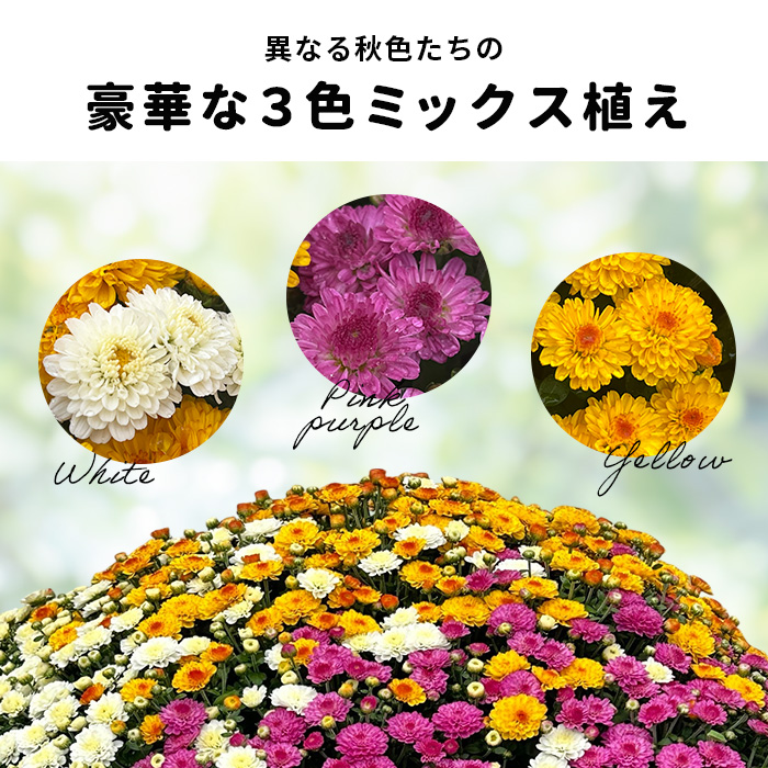 日本花キ流通 予約販売 ガーデンマム 8号鉢 送料無料 菊 マム ギフト