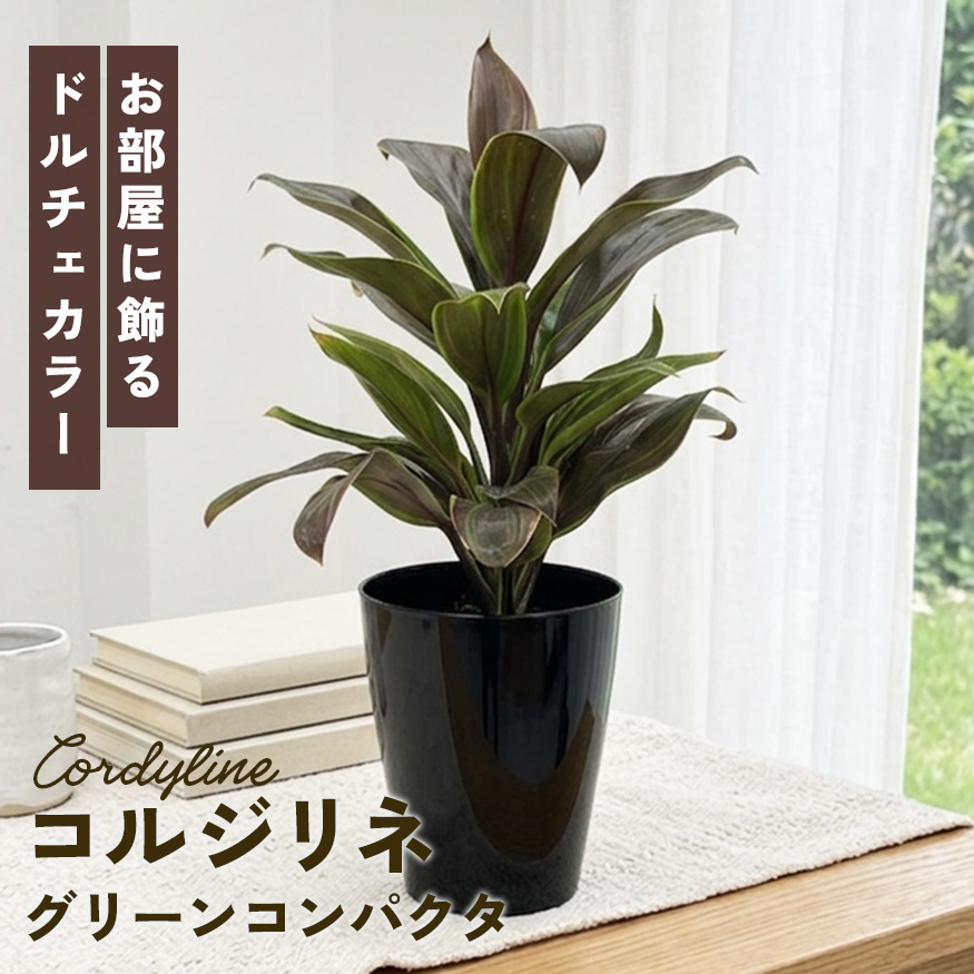 日本花キ流通 観葉植物 選べる コルジリネ 6品種 3.5号鉢 観葉植物