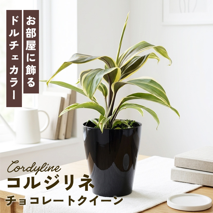日本花キ流通 観葉植物 選べる コルジリネ 6品種 3.5号鉢 観葉植物