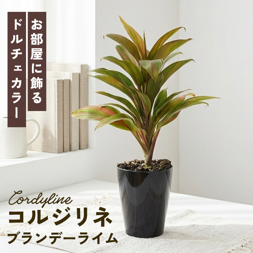 コルジリネ（観葉植物） | 花、ガーデニング のおすすめ人気商品一覧