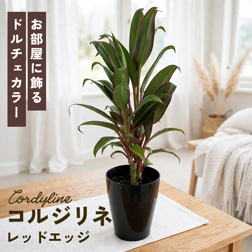 日本花キ流通 観葉植物 選べる コルジリネ 6品種 3.5号鉢 観葉植物
