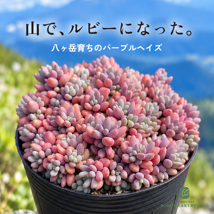 日本花キ流通 多肉植物 seセダム マジョール 多肉植物 セダム 9cm