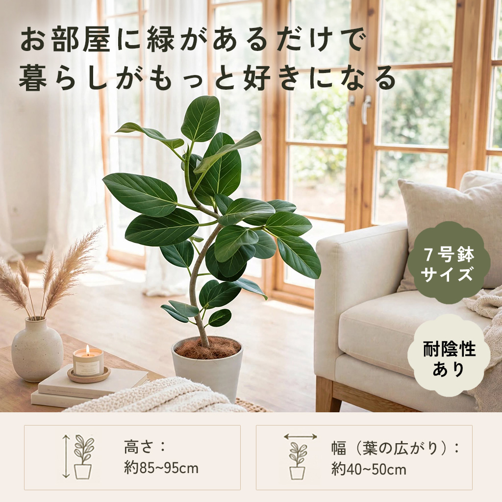 日本花キ流通 観葉植物 くねくね フィカス ベンガレンシス オードリー