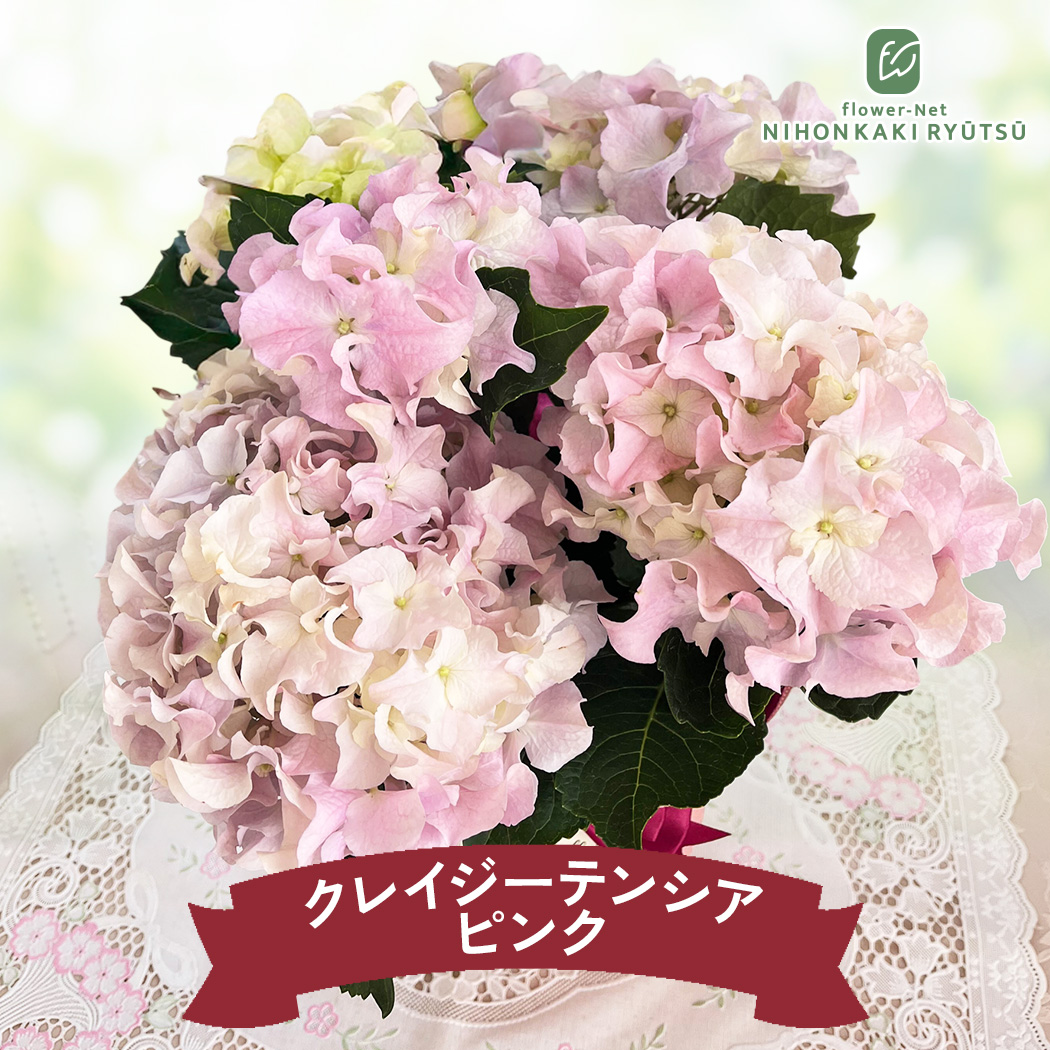 日本花キ流通 母の日 ギフト 花 選べる アジサイ 6色 4号鉢 送料無料