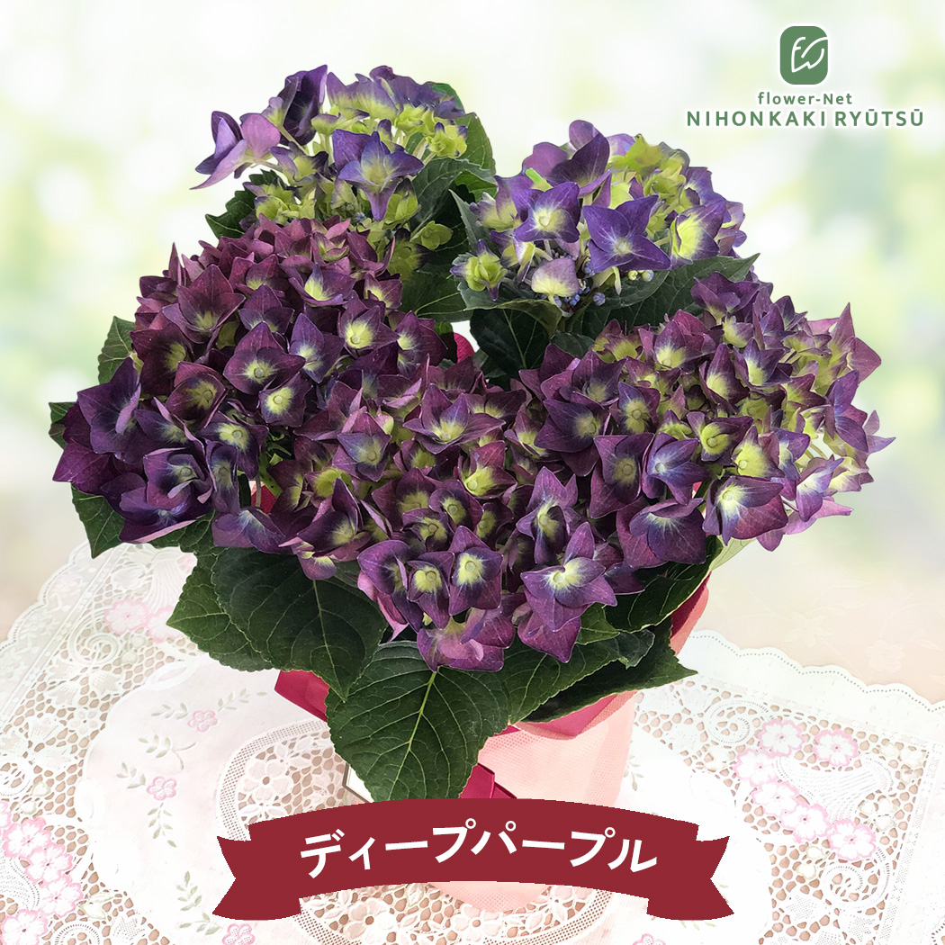 日本花キ流通 母の日 ギフト 花 選べる アジサイ 6色 4号鉢 送料無料