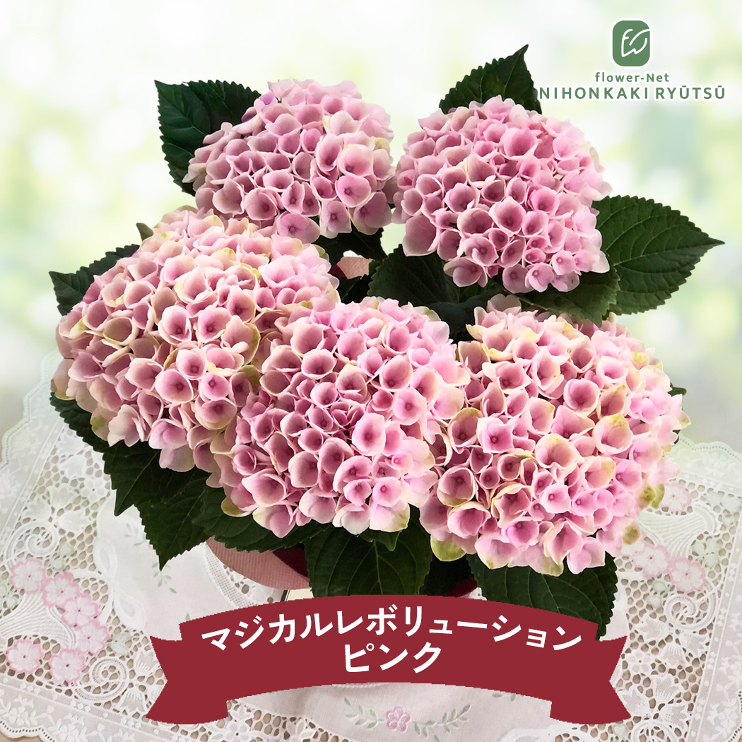 ◆オーダー用◆ ダイカット 大きめの紫陽花 梅雨 日本花キ流通 母の日 ギフト 花 選べる アジサイ 6色 4号鉢 送料無料