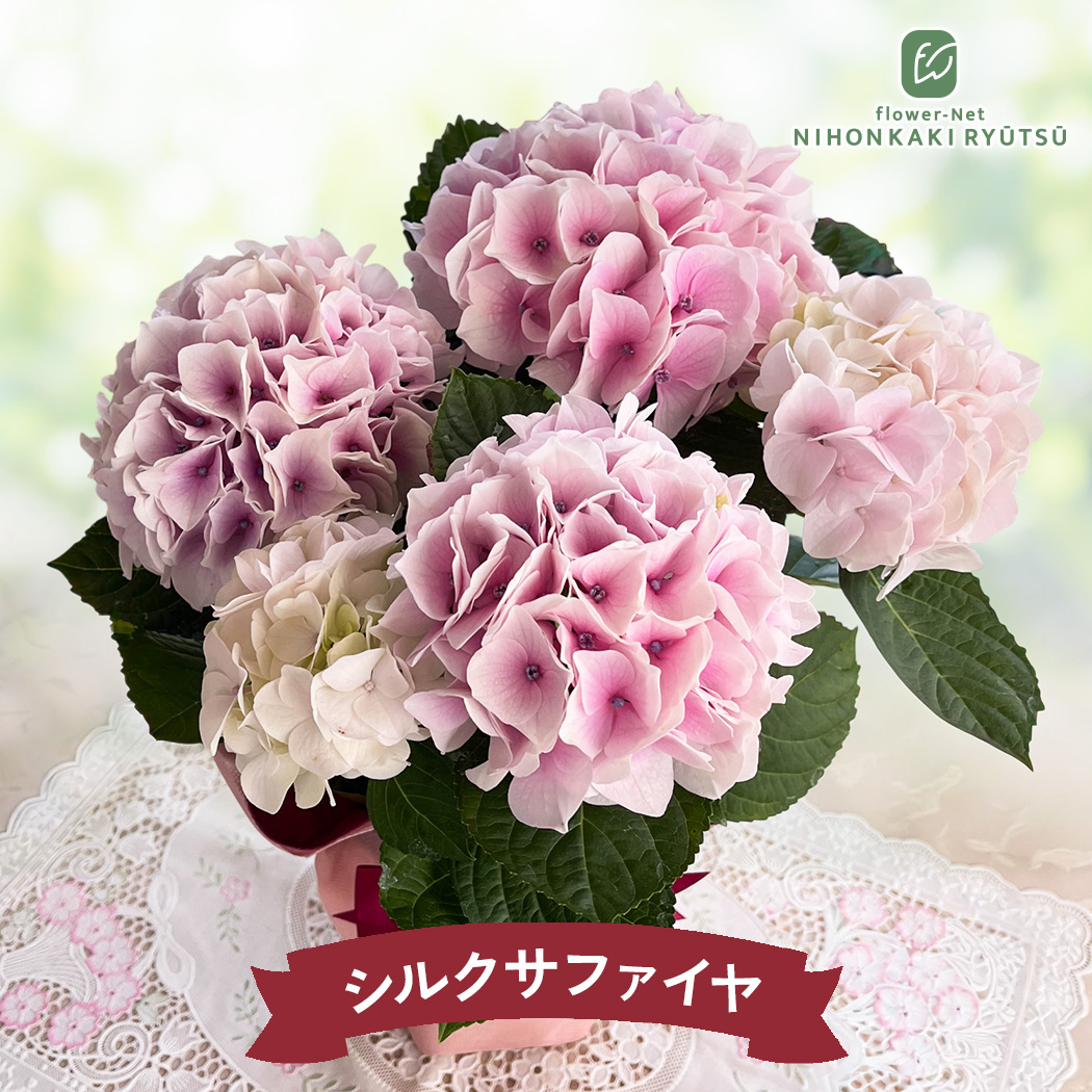 ◆オーダー用◆ ダイカット 大きめの紫陽花 梅雨 日本花キ流通 母の日 ギフト 花 選べる アジサイ 6色 4号鉢 送料無料