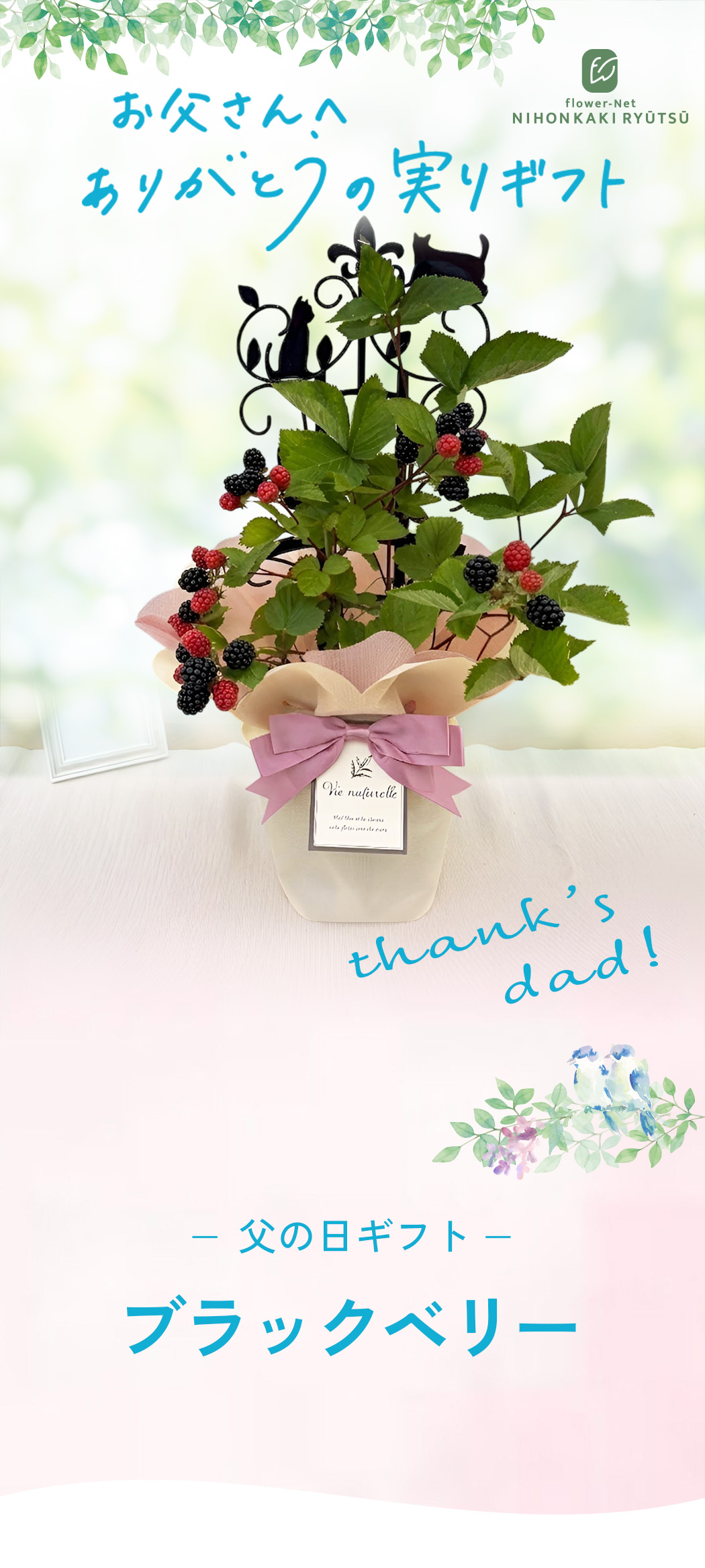 日本花キ流通 父の日 花 ギフト ブラックベリー 5号鉢 送料無料 父の日
