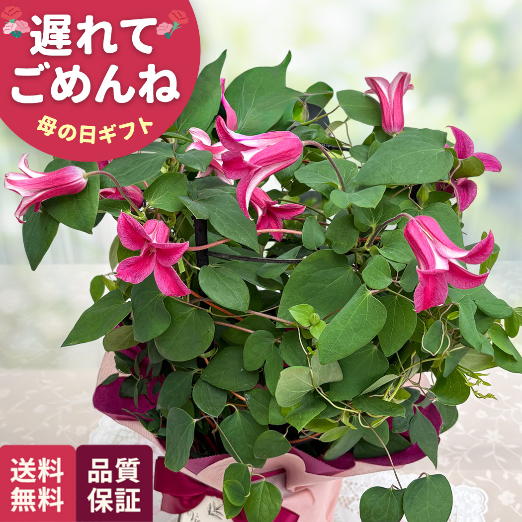 日本花キ流通 ＼遅れてごめんね／ 母の日 プレゼント クレマチス