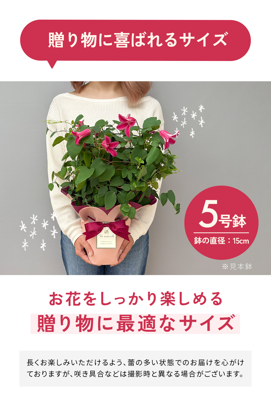 日本花キ流通 ＼遅れてごめんね／ 母の日 プレゼント クレマチス