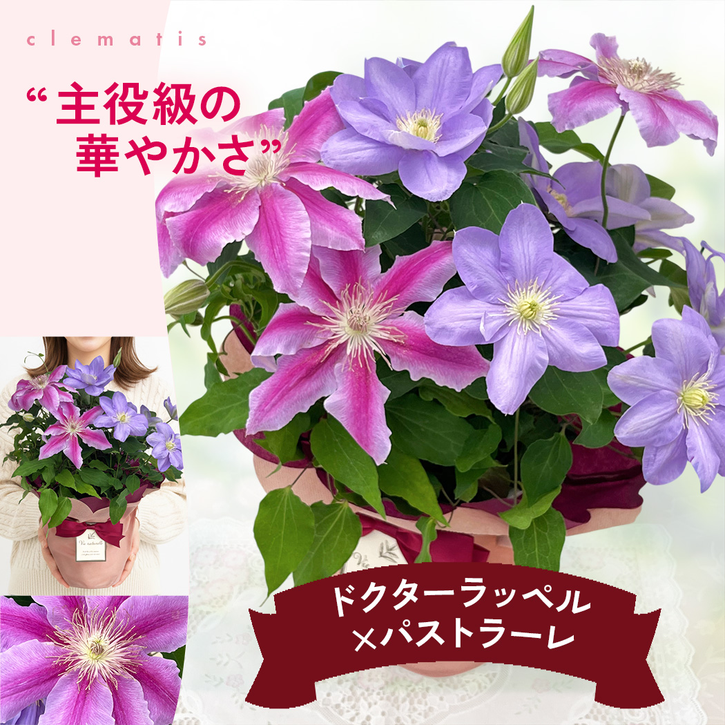 クレマチス 商品一覧 - フラワーネット日本花キ流通 - 売れ筋通販