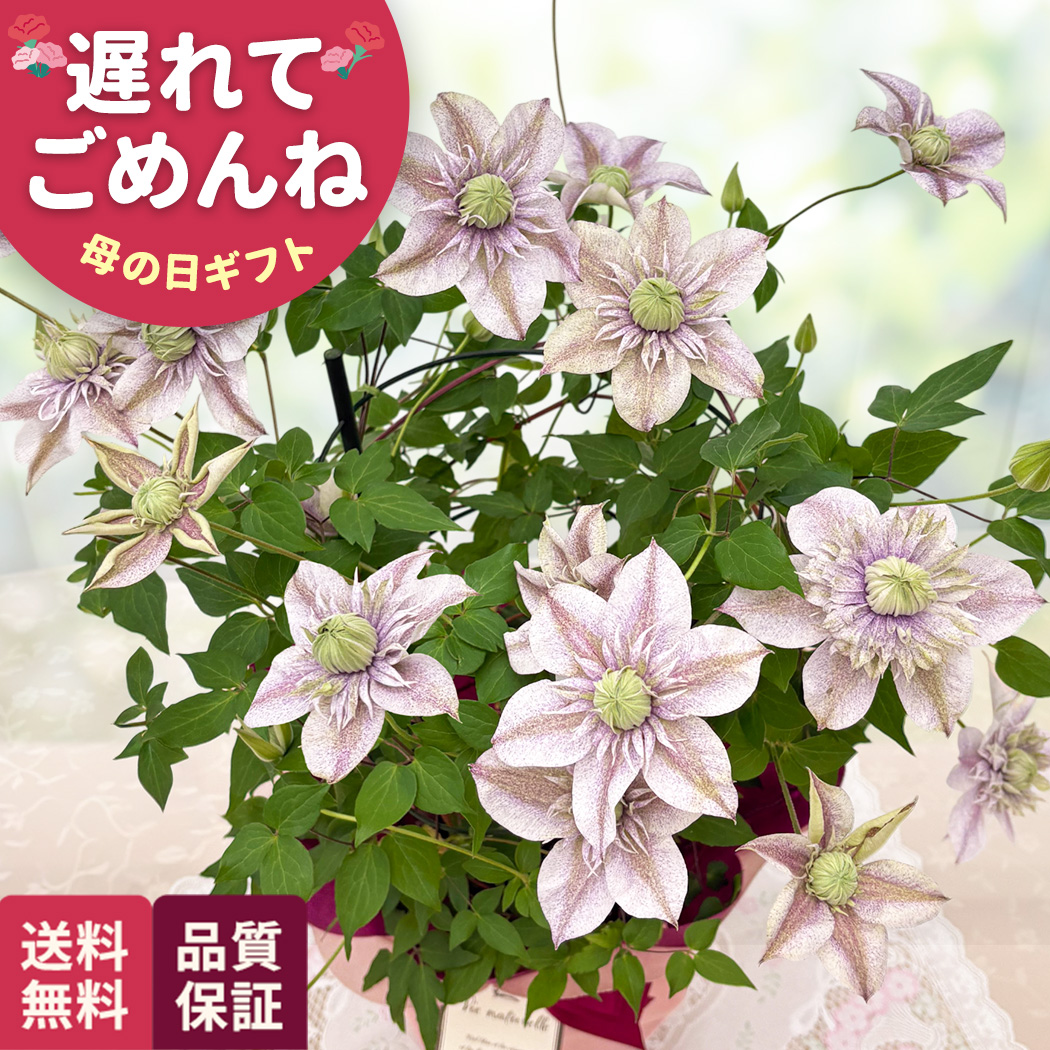 日本花キ流通 ＼遅れてごめんね／ 母の日 プレゼント クレマチス 水面
