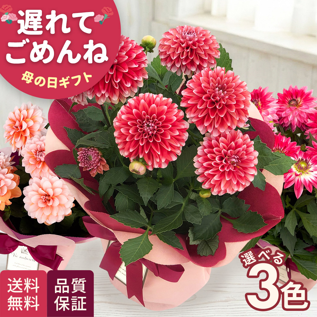 ＊むちむち＊桜の鉢植え3点　ダリアの鉢植えと咲いているチューリップ花束 日本花キ流通 ＼遅れてごめんね／ 母の日 プレゼント 選べる ダリア 3