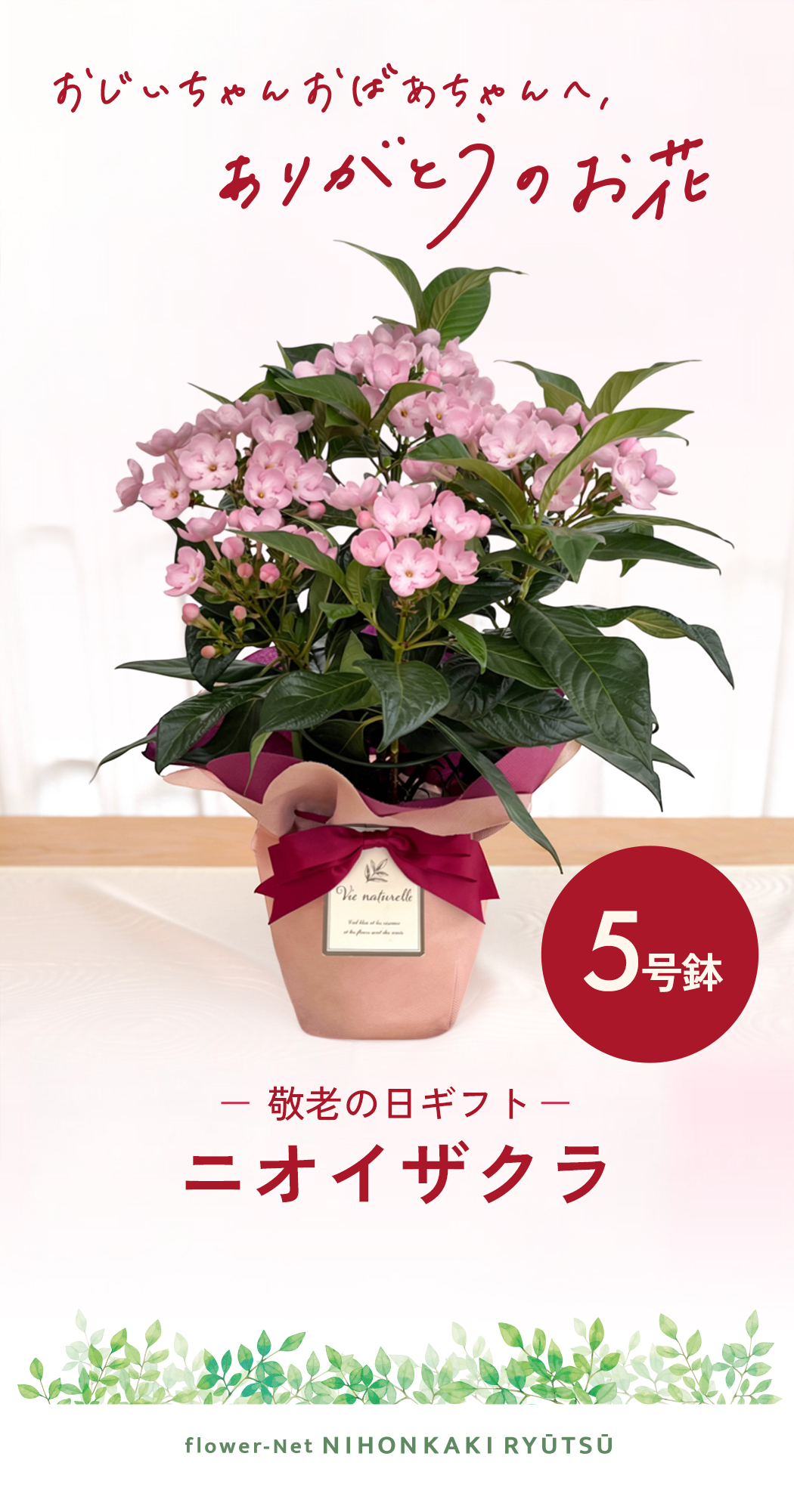日本花キ流通 敬老の日 花 ギフト ニオイザクラ 5号鉢 送料無料 敬老の