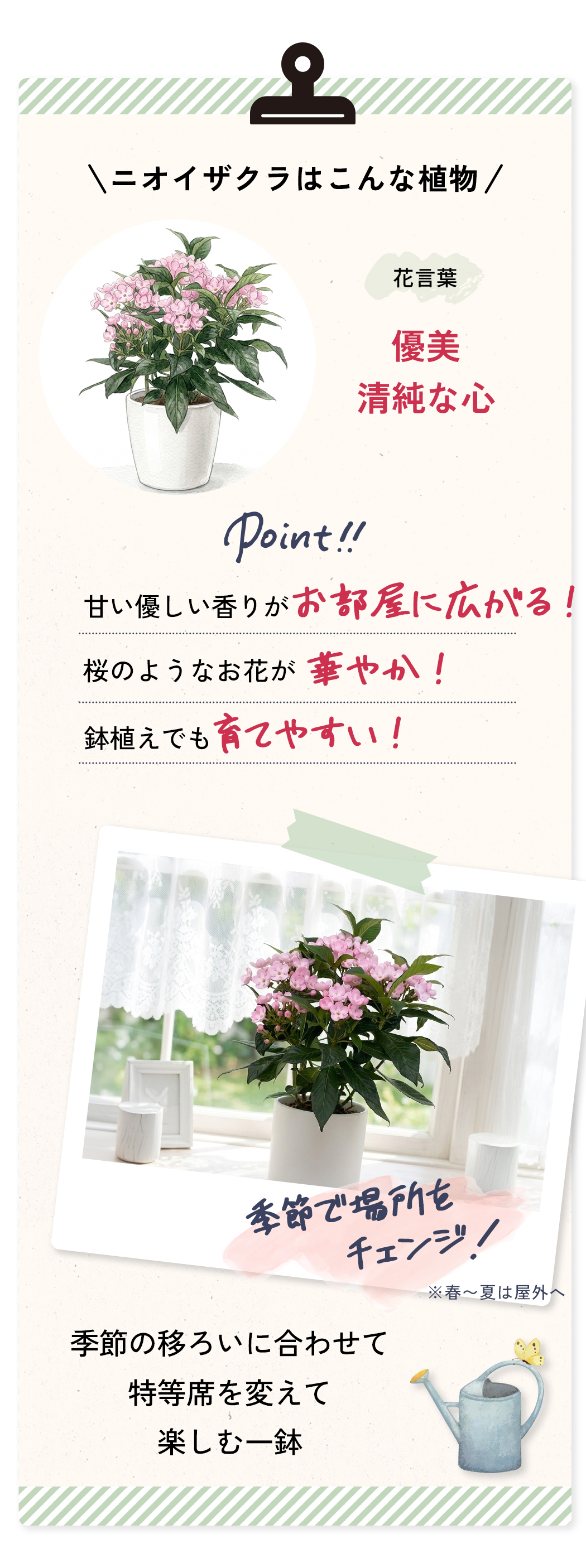 日本花キ流通 敬老の日 花 ギフト ニオイザクラ 5号鉢 送料無料 敬老の