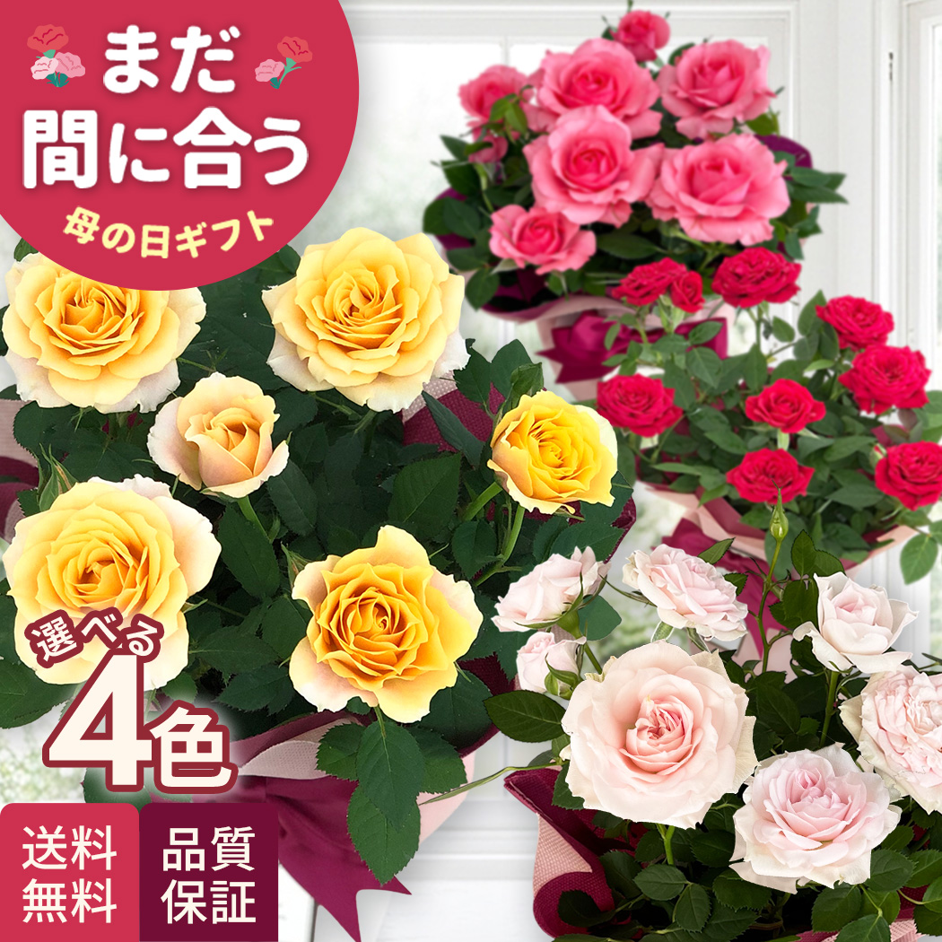 日本花キ流通 母の日 ギフト 花 選べる ミニバラ スターローズ 4色 4号