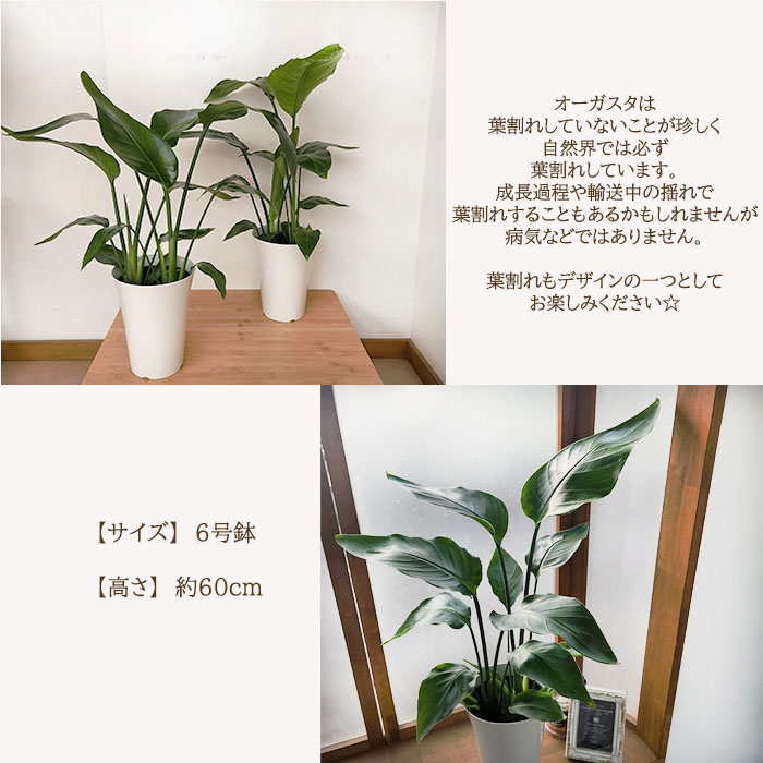 予約販売 観葉植物 ストレチア オーガスタ 6号鉢 ストレリチア観葉植物 室内 贈り物 プレゼント インテリア おしゃれ 3月下旬以降発送 :  z200622002 : フラワーネット日本花キ流通 - 通販 - Yahoo!ショッピング