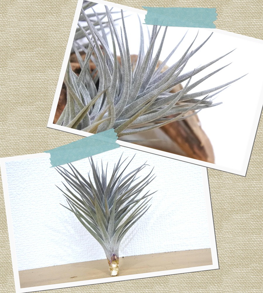 エアープランツ チランジア 超人気 専門店 アエラントス ニグラ エアプランツ 観葉植物