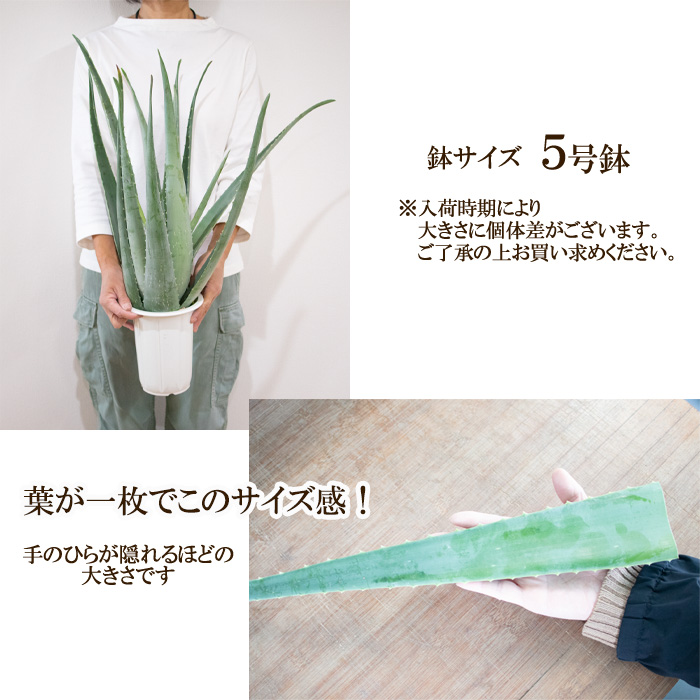 アロエベラ　5個セット 楽天市場】【送料無料】沖縄県産アロエベラ パック150ml×5個セット