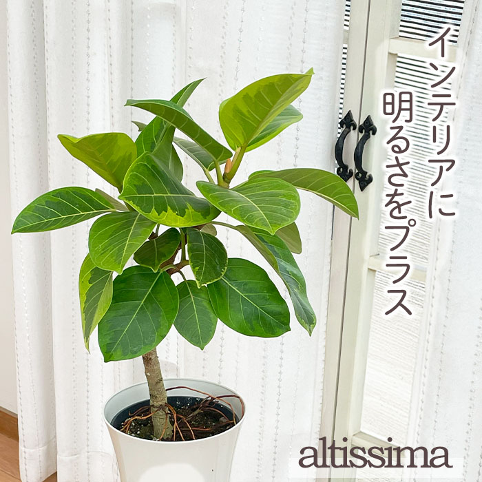 フィカス アルテシマ Altissima 6号 観葉植物 ゴムの木 フランスゴム フィカス アルテシマ Altissima 6号 観葉植物 ゴムの木 フランスゴム