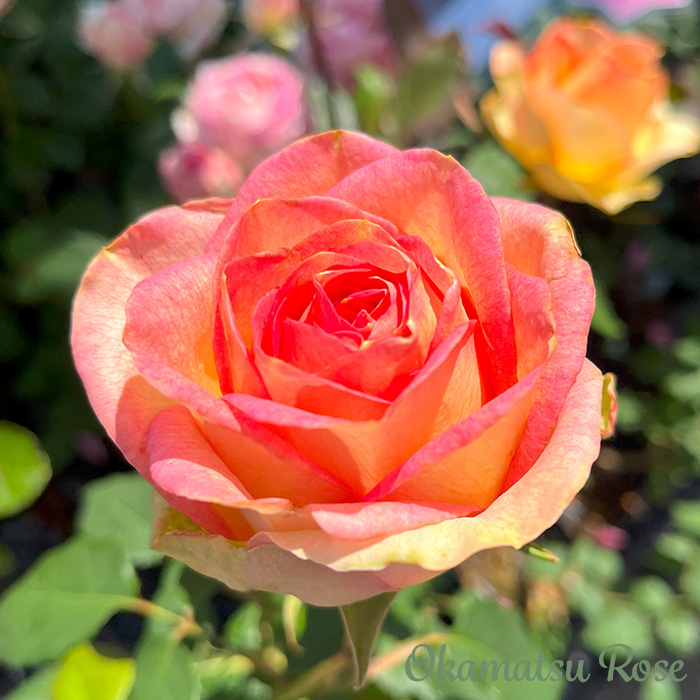 予約販売 バラ苗 バラ大苗 アーニャ 契約品種 薔薇 ばら 送料
