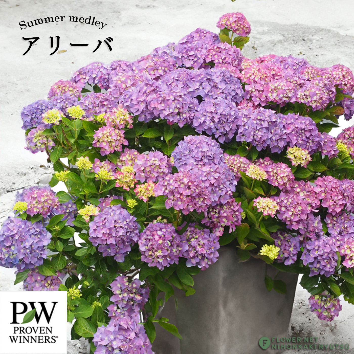 日本花キ流通 予約販売 アジサイ サマーメドレー アリーバ 11cmポット