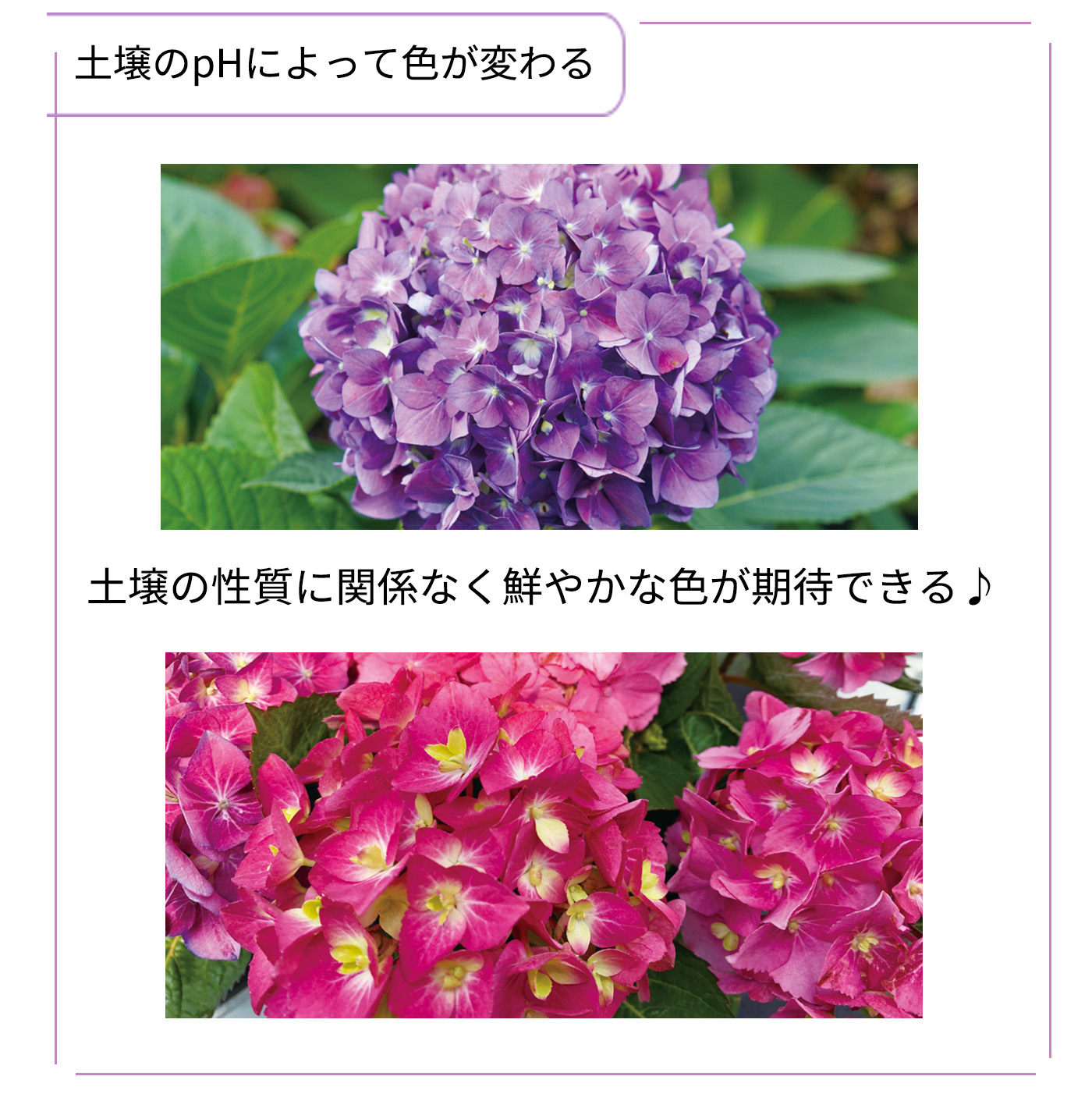 日本花キ流通 予約販売 アジサイ サマーメドレー アリーバ 11cmポット
