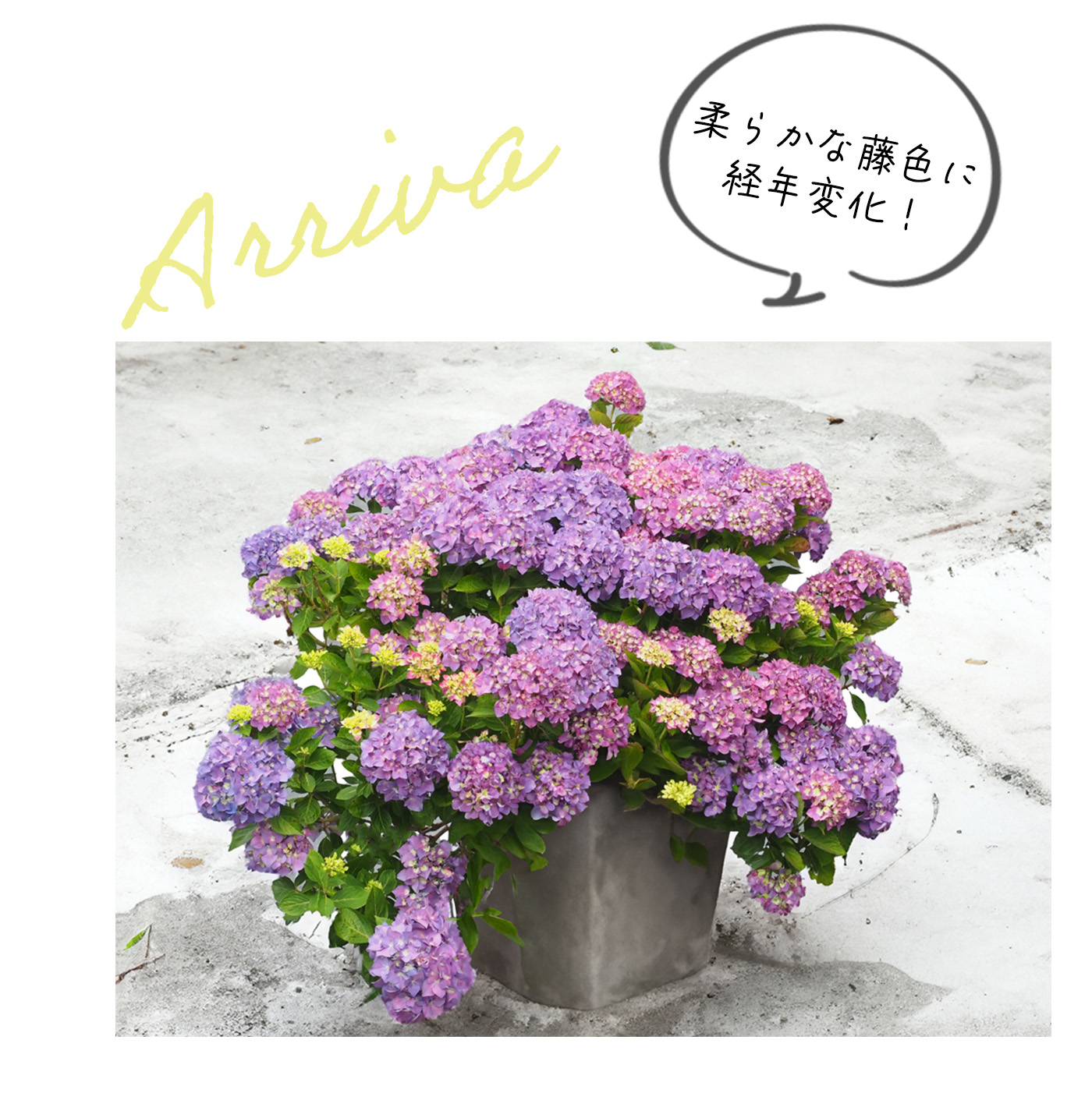 日本花キ流通 予約販売 アジサイ サマーメドレー アリーバ 11cmポット