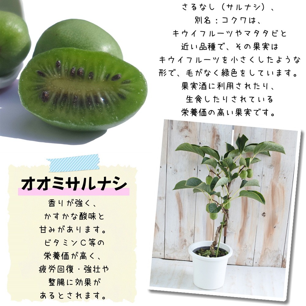 日本花キ流通 サルナシ鉢植え オオミサルナシ 5号鉢 実付き 苗木 果樹