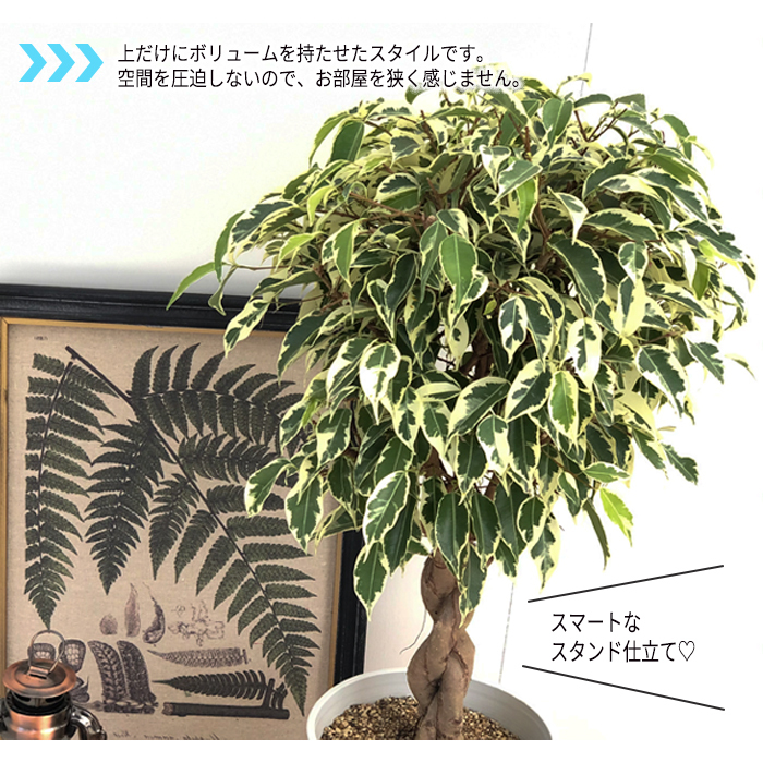 日本花キ流通 観葉植物 フィカス ベンジャミン スターライト
