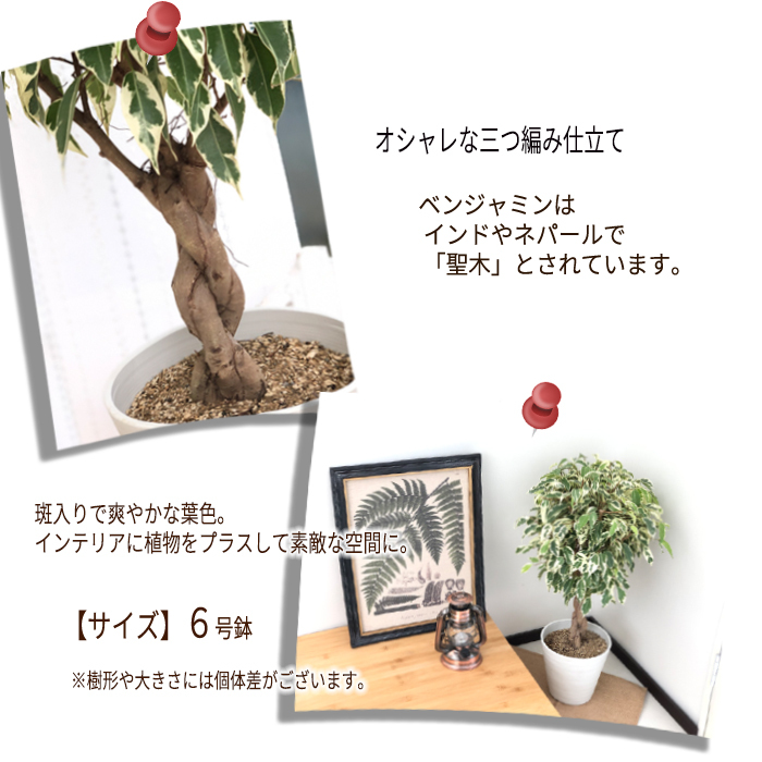 日本花キ流通 観葉植物 フィカス ベンジャミン スターライト