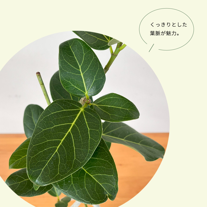 日本花キ流通 観葉植物 フィカス ベンガレンシス ねじり 4号鉢 送料