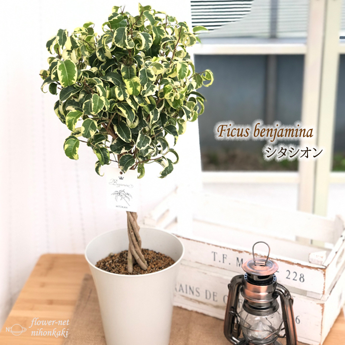 日本花キ流通 観葉植物 ベンジャミン シタシオン 6号鉢