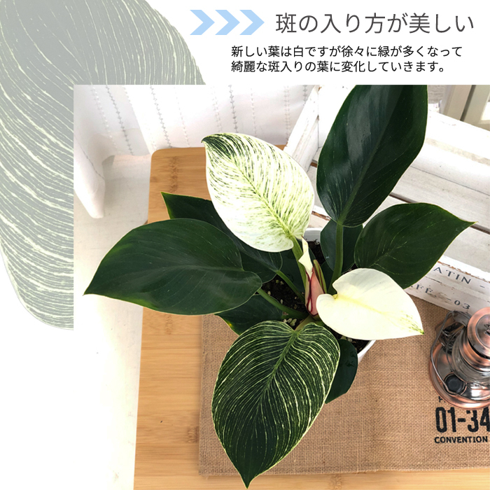 日本花キ流通 観葉植物 フィロデンドロン バーキン 5号鉢 送料