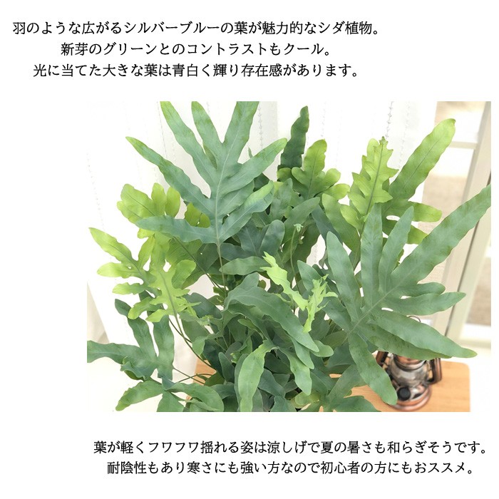 日本花キ流通 観葉植物 フレボディウム ブルースター 6号鉢 シダ ポリ