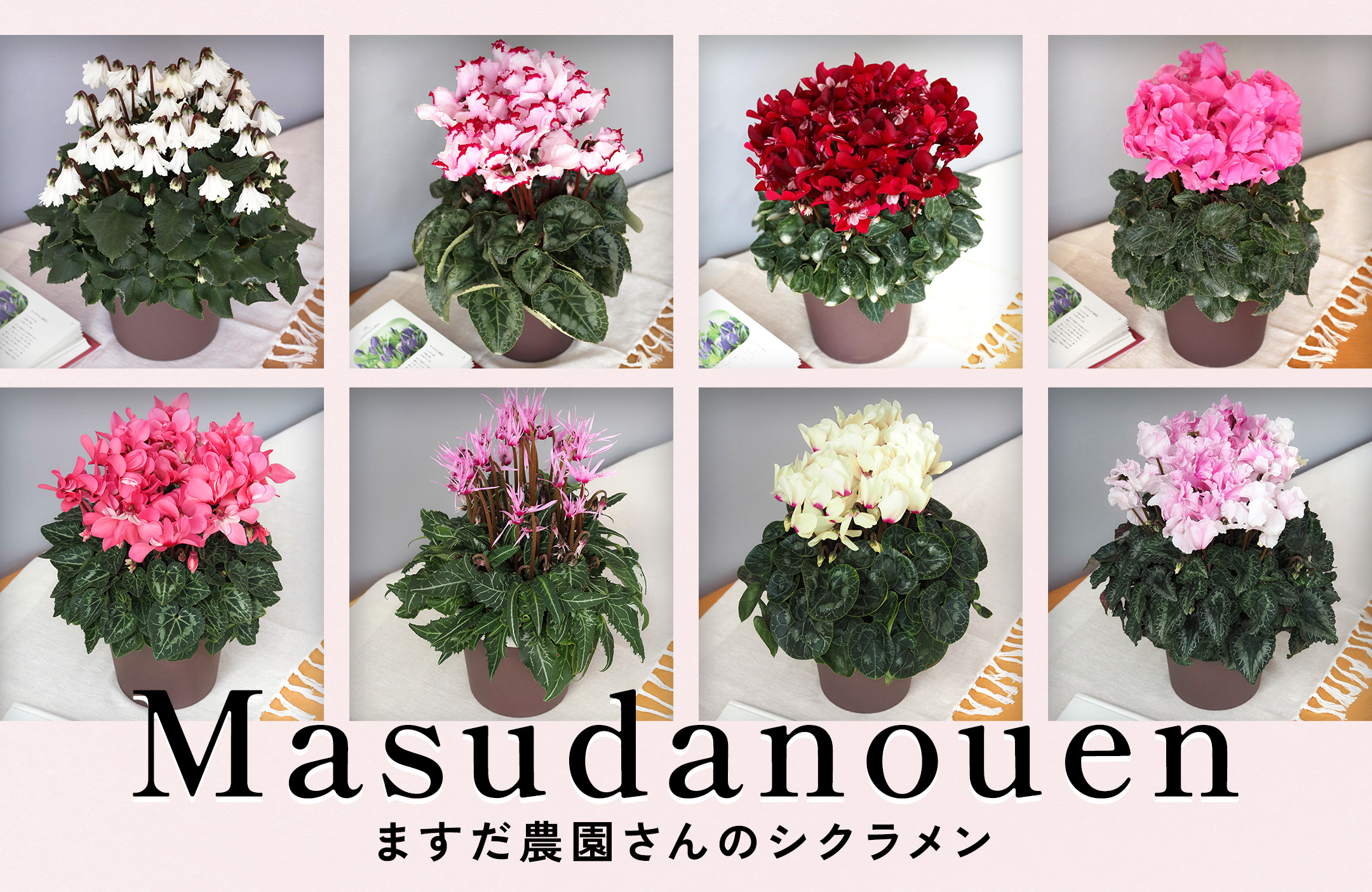 Mamama★カトラン★赤いテーブルの上のシクラメンと柿★リトグラフ★美品 Mamama様専用☆カトラン☆赤いテーブルの上のシクラメンと柿