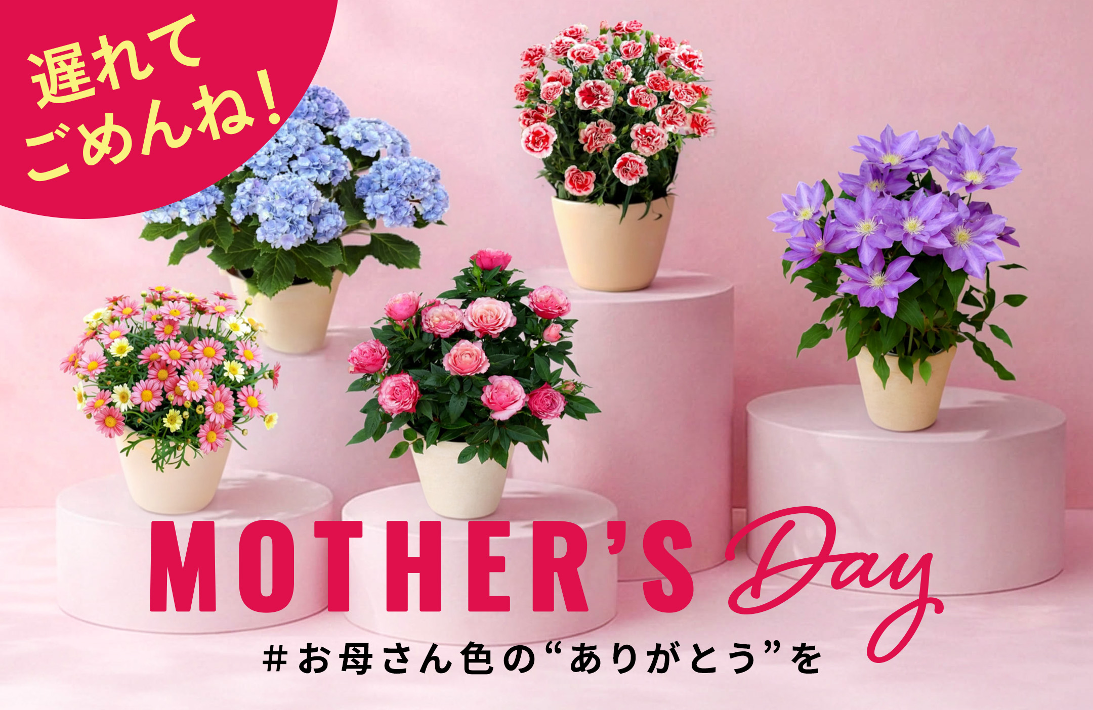 フラワーネット日本花キ流通 Yahooショッピング店【観葉植物・多肉植物