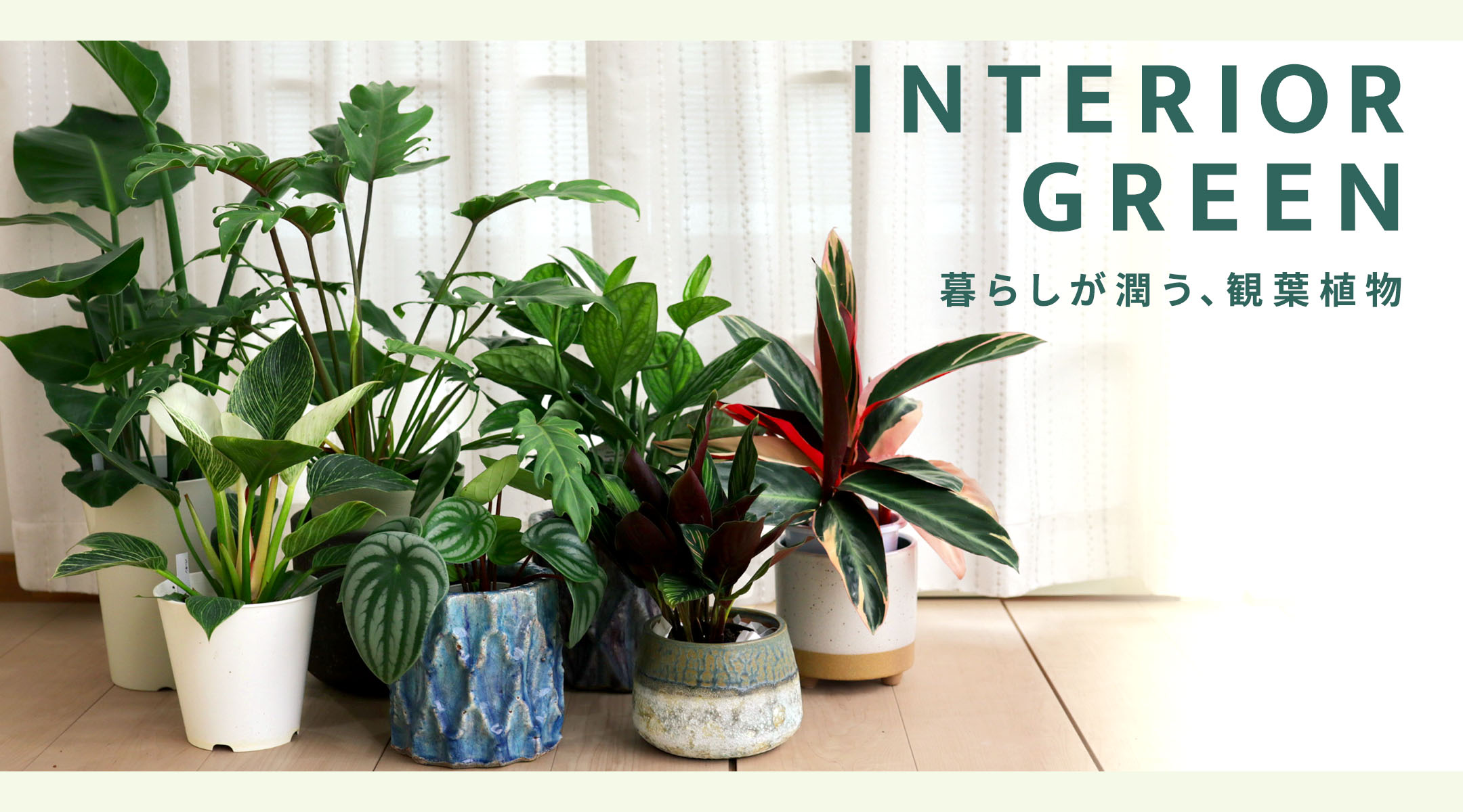 フラワーネット日本花キ流通 Yahooショッピング店【観葉植物・多肉植物