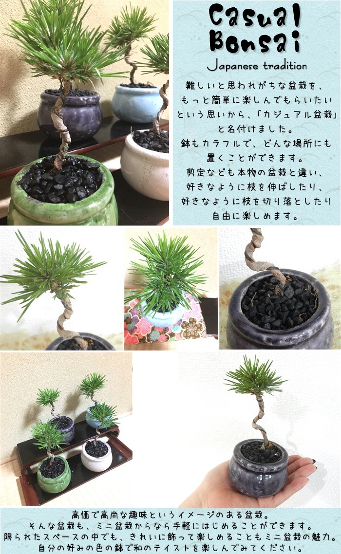 日本花キ流通 カジュアル黒松盆栽 3号鉢 ミニ盆栽 観葉植物 小型