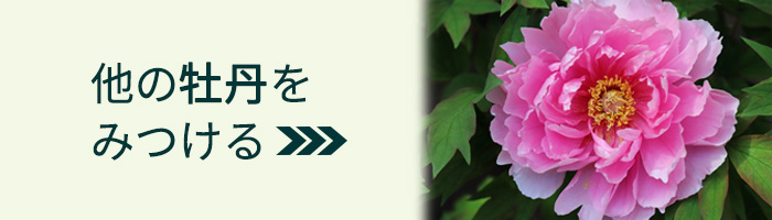 日本花キ流通 牡丹 金閣 6号鉢 開花予定株 3年生特上株 ボタン ぼたん