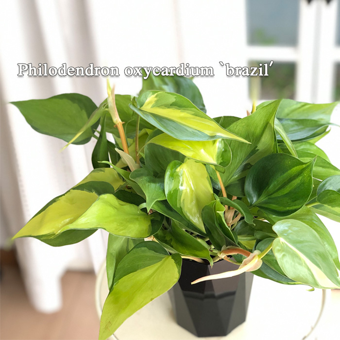 日本花キ流通 観葉植物 フィロデンドロン オキシカルジューム ブラジル