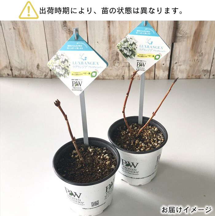 日本花キ流通 予約販売 アジサイ ラグランジア ブライダル