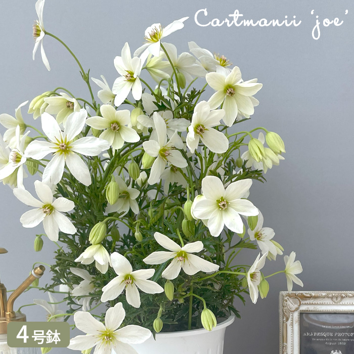 日本花キ流通 予約販売 クレマチス カートマニージョー 4号鉢 送料無料