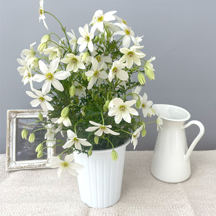 日本花キ流通 予約販売 クレマチス カートマニージョー 4号鉢 送料無料