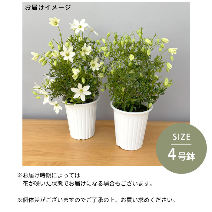 日本花キ流通 予約販売 クレマチス カートマニージョー 4号鉢 送料無料
