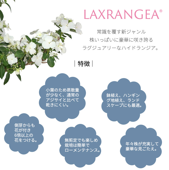 日本花キ流通 アジサイ ラグランジア オーロランジュ 3.5号鉢 日本花キ流通 アジサイ ラグランジア オーロランジュ 3.5号鉢