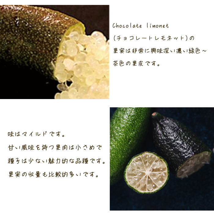 フィンガーライム チョコレートリモネット 5号鉢 苗木 果樹苗 送料無料